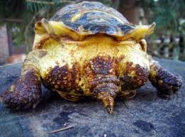 Synonyms arabic german english spanish french hebrew italian japanese dutch polish portuguese romanian russian turkish chinese. Tortoise Trust Web Feeding Your Tortoise