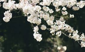 Один из главных христианских праздников — благовещение, в 2021 году его отмечают 7 апреля. Vyhodnye I Prazdniki V Aprele 2021 Goda V Ukraine Tv Ua