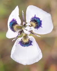 Image result for Moraea natalensis