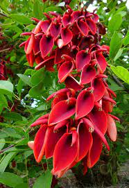 Pin On Gardening