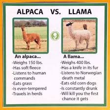 29 Latest Memes Which Will Keep You Laughing For Days Ladnow Alpaca Funny Alpaca Vs Llama Funny Llama