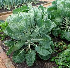 There is not enough cool spring weather in most regions to bring sprouts to harvest before summer. How To Grow Brussels Sprout Plants General Planting Growing Tips