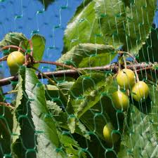 Bird Netting Structures For Fruit Trees Zerone Garden Plant Nettinggreen Anti Bird Net Garden Plant Fruits Fencing Mesh Protect Fruits From Rodents Birds 13 Trees To Plant Garden Netting Fruit Garden