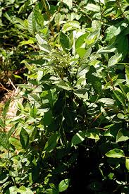 Image result for Landolphia ligustrifolia