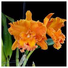 Cattleya Blc Suvarnabhumi Delight Cattleya Orchid Orchids Cattleya