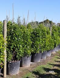 Image result for Ficus obliqua