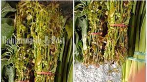 Terdapat banyak ragam terong yang dibudidayakan di indonesia, mulai dari terong lokal seperti terong gelatik, terong kopek, terong bogor, terong medan hingga terong impor seperti terong jepang. Tanaman Liar Disulap Jadi Keripik Berkhasiat Untuk Kesehatan Rasanya Gurih Tribun Kalteng
