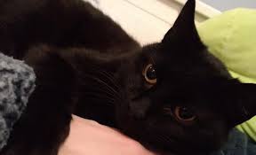 And so, i swore to destroy the empire. Long Lost Cat Returns Home After Going Missing In 2017 Stv News