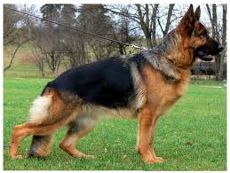German shepherd colors black & tan. How Not Total Black German Shepherd Pups Can Born From Two Total Black Parents Baiuland Club Kennel
