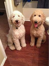 Low carb poodle doodles a delightful peanut butter candy with nuts and coconut, all dipped in chocolate. What Is It About Doodles Poodle Puppy Super Cute Puppies Doodle Dog