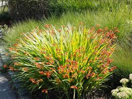Image result for Crocosmia aurea