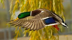 We did not find results for: Mallard Duck Flying Hd Wallpaper Download For Mobile And Computer 3840 X2160 Wallpapers13 Com