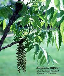 Image result for Juglans