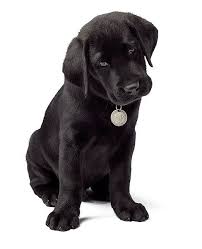 Justin The Cutest Black Lab You May Ever See Slightly Altered Labrador Retriever Labrador Retriever Dog Black Lab Puppies