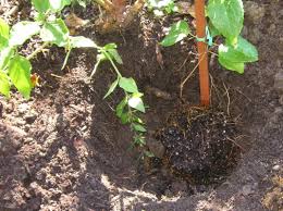 We did not find results for: How To Treat For Clematis Wilt The Garden Of Eaden