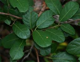 Image result for Hymenocardia