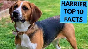 Image result for Harrier dog