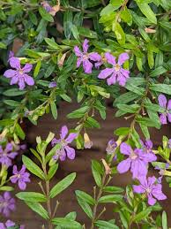 Image result for Cuphea