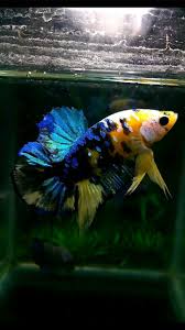 Yellow Galaxy Koi Betta Peixe Betta Peixes