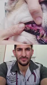 What happens to a dogs the of you feed table scraps or soften their food!  #veterinarian #vetadvice #dogteeth #dogteethcleaning #dogs #fypシ #vet