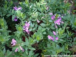 Image result for Polygala stenopetala