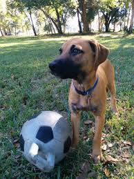 Black Mouth Cur Puppy Bundle Of Energy Black Mouth Cur Dog Black Mouth Cur Black Mouth Cur Puppies