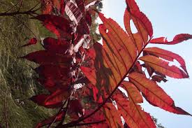 Image result for Anacardiaceae