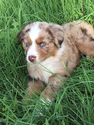 These australian shepherd puppies located in texas come from different cities, including, shiner, new braunfels, little elm, laredo, farmersville juliatow002 laredo, tx 78040. Bluebonnet Ridge Aussies Australian Shepherd Breeder Royse City Texas