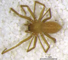 Image result for Arachniodes webbiana