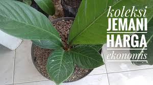 Tulang daunnya sendiri tampak tebal dan berwarna lebih gelap, guys. Harga Anthurium Jemani Cobra 2020 Tanaman Hias Daun Trend Youtube