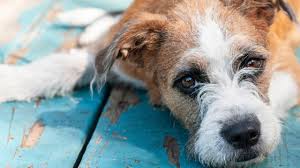 The vet said there is not much you can do, removing is near impossible. Canine Bladder Cancer Everything A Dog Owner Should Know