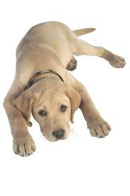 Although some wee pups can indeed reproduce at a mere 5 months in age, breed and size have a lot. How Old Can A Female Puppy Be To Get Pregnant