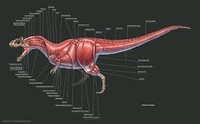 Allosaurus Fragilis Muscle Study By Thedragonofdoom On Deviantart Ancient Animals Dragon Anatomy Dinosaur Art