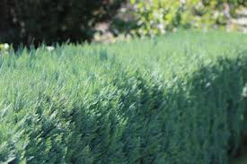 Die pflanzen werden mit scholle geliefert und am boden angebaut. Thuja Hecke Entfernen So Wird Man Die Wurzeln Richtig Los Gartenlexikon De