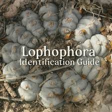 Image result for Loxodera caespitosa