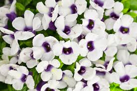 See more ideas about flower boxes, window boxes, window box flowers. 10 Best Shade Loving Plants Good Plants That Grow In Shade