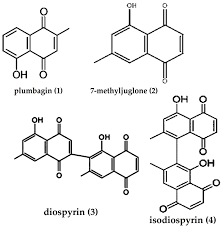 Image result for Diospyros loureiriana