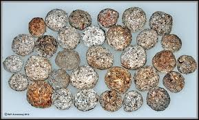 Image result for rabbit droppings