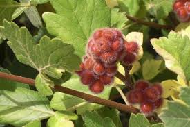 Image result for Tristachya superba