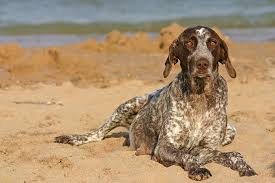 Image result for německý ohař krátkosrstý