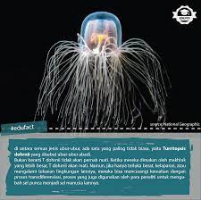 Ubur Ubur Merupakan Salah Satu Hewan Spesial Mereka Tidak Punya Otak Tidak Punya Jantung Dan Makan Melalui Anusnya Tetapi Bi National Geographic Jenis Hewan