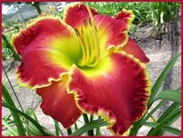 The Lily Farm Mark Carpenter Daylilies Yuletide Magic