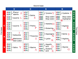 Amino Acid Chart Nucleotide Www Bedowntowndaytona Com