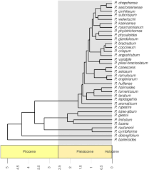 Image result for Petalidium englerianum