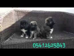 Kafkas Coban Kopegi Yavrusu 05412625843 Coban Kopegi Kopek Coban Kopekleri