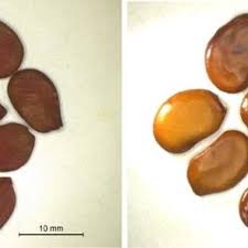 Image result for Bauhinia macrantha