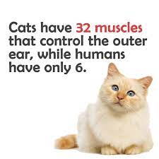 Cat Facts 33 Things About Cats You Didn T Know Chemistry Cat Cat Facts Cat Memes