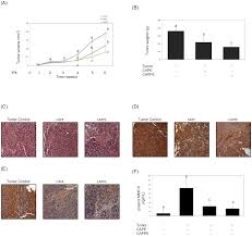 If signs of colorectal cancer are discovered during a colonoscopy, other tests will follow. Plos One Caffeic Acid Derivatives Inhibit The Growth Of Colon Cancer Involvement Of The Pi3 K Akt And Ampk Signaling Pathways