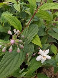 Image result for Deutzia x hybrida ′Mont Rose