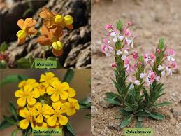 Image result for Scrophulariaceae
